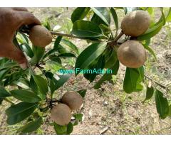 1/4 Acres Agriculture Land For Sale In Uthiramerur
