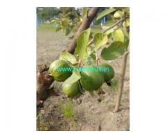 1/4 Acres Agriculture Land For Sale In Uthiramerur