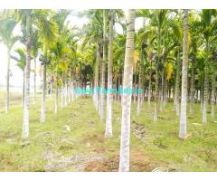 4 Acre Areca And Coconut Farm Available For Sale In Tumkur