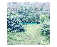 5 acre well maintained coffee estate for sale in Mudigere