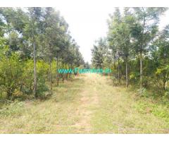 14 Acre yeilding pomegranate plantation Sale Near Parashurampura.