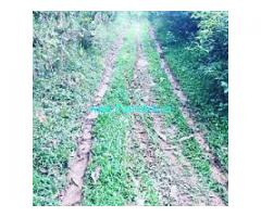 2.1 acre coffee plantation for sale in Mudigere ,Towards Bankal