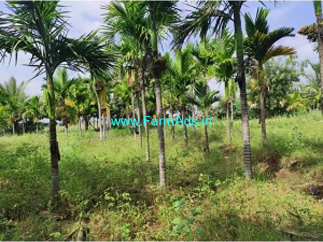 3 acre Arecanut Plantation for Sale at Hiriyur 3 acre Arecanut Plantation for Sale at Hiriyur