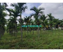 3 acre Arecanut Plantation for Sale at Hiriyur 3 acre Arecanut Plantation for Sale at Hiriyur