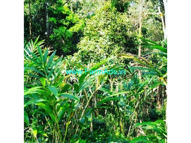 12 acre cardamom plantation for sale in Sakleshpur 12 acre cardamom plantation for sale in Sakleshpur