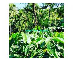 3 acre coffee estate for sale in Sakleshpur