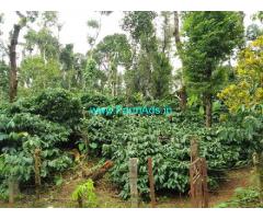 2 acre well maintained Robusta plantation sale in Mudigere