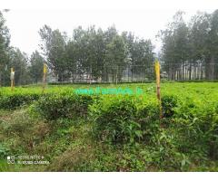 31 Cents Extent Tea Garden Land For Sale In Ooty