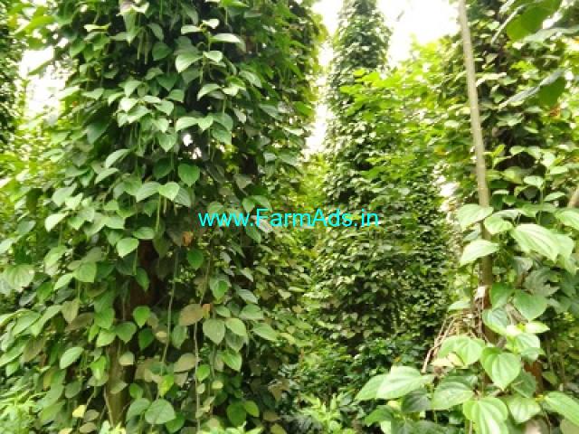 3 acre Coffee plantation sale in Belur 3 acre Coffee plantation sale in Belur
