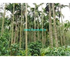 3 acre Coffee plantation sale in Belur 3 acre Coffee plantation sale in Belur