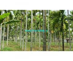 4 acres areca nut farmland for sale near Tumkur,Bangalore Pune NH