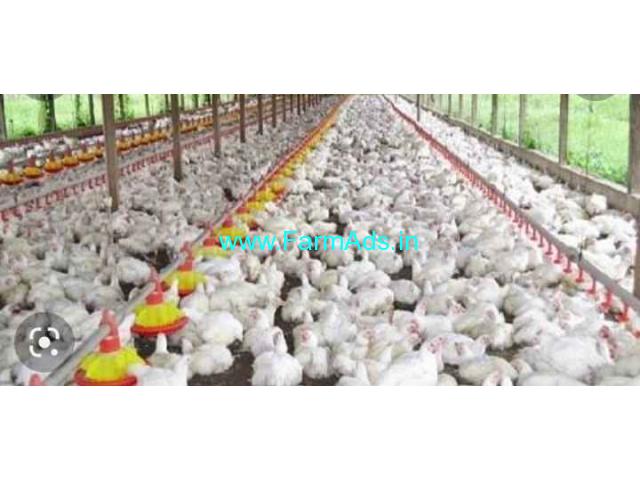 Running Condition Poultry Farm for Sale in Puttur Running Condition Poultry Farm for Sale in Puttur
