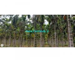 4 Acres Young yielding Areca for sale near Tumkur