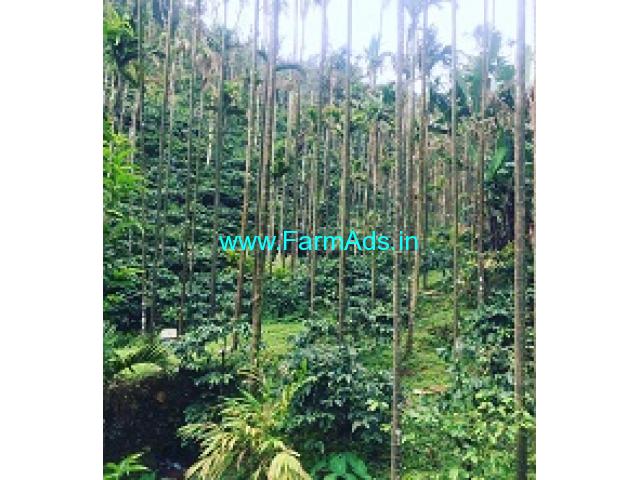 3 acre coffee areca plantation for sale in Kalasa road 3 acre coffee areca plantation for sale in Kalasa road
