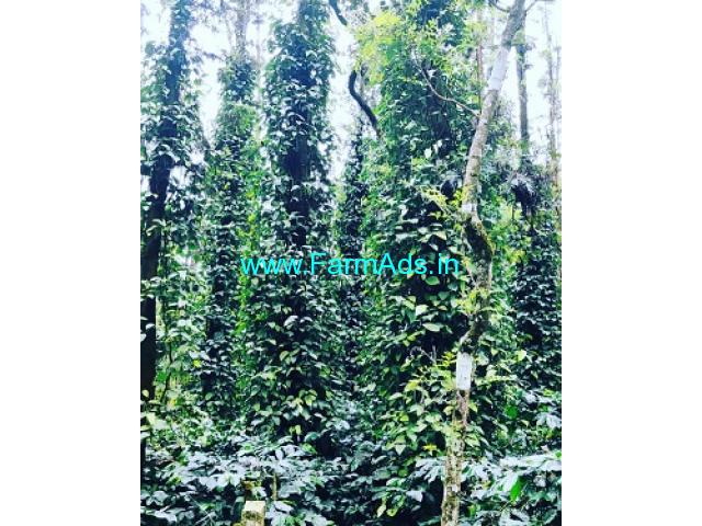 2 acre well maintained coffee estate for sale in Chikmagalur 2 acre well maintained coffee estate for sale in Chikmagalur