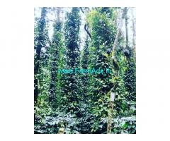 2 acre well maintained coffee estate for sale in Chikmagalur