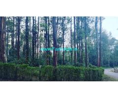 5 acre 10 gunta coffee plantation for sale in Chikmagalur