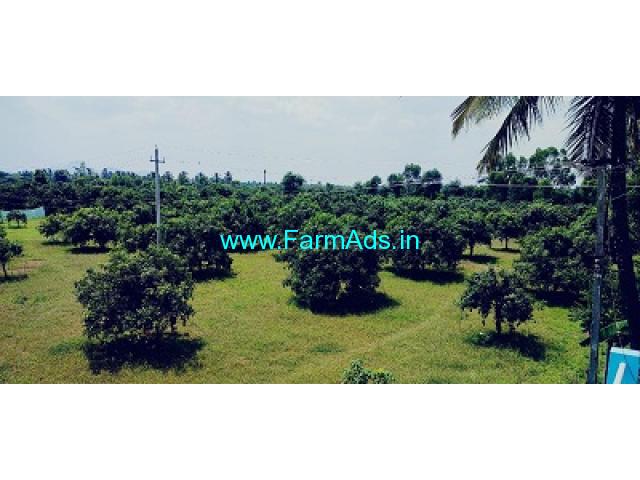 1 Acre Mallika Mango Farm Land for sale near Chintamani to Kolar Road 1 Acre Mallika Mango Farm Land for sale near Chintamani to Kolar Road