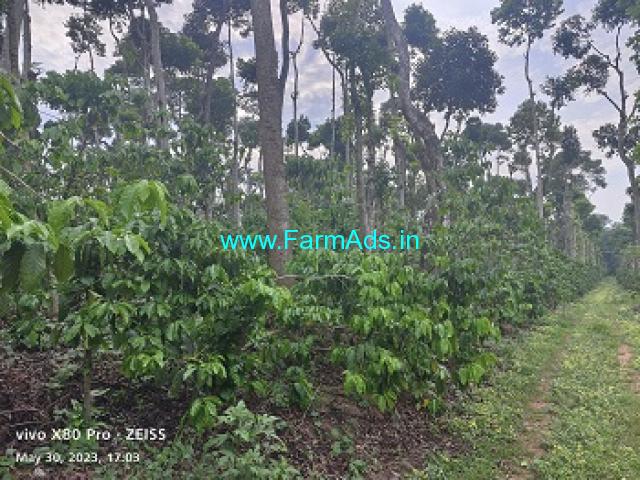 7 Acre Robusta Plantation For Sale in Mudigere 7 Acre Robusta Plantation For Sale in Mudigere
