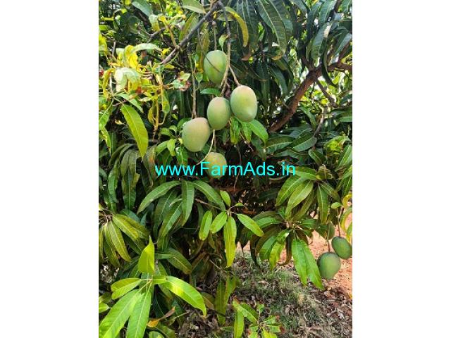 10  Acre Agriculture Land For Sale Near J J Halli 10  Acre Agriculture Land For Sale Near J J Halli