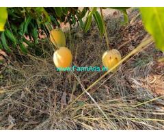 10  Acre Agriculture Land For Sale Near J J Halli 10  Acre Agriculture Land For Sale Near J J Halli