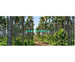 6 Acres Yielding Areca plantation for sale near Sira 6 Acres Yielding Areca plantation for sale near Sira