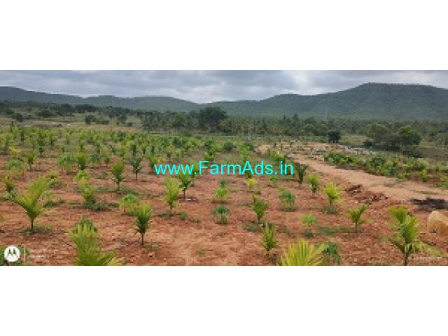 4 with 4 Acres Areca Semi Plantation For Sale In Kunigal 4 with 4 Acres Areca Semi Plantation For Sale In Kunigal