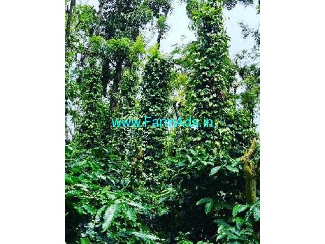 8 acre well maintained coffee estate for sale in Sakleshpur 8 acre well maintained coffee estate for sale in Sakleshpur