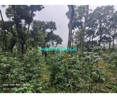 8 acre Arabica,Robusta Estate for Sale Mudigere Mangalore Road 8 acre Arabica,Robusta Estate for Sale Mudigere Mangalore Road