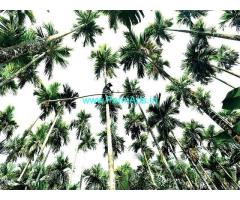 7.5 acre Areca plantation for sale in Sakleshpur