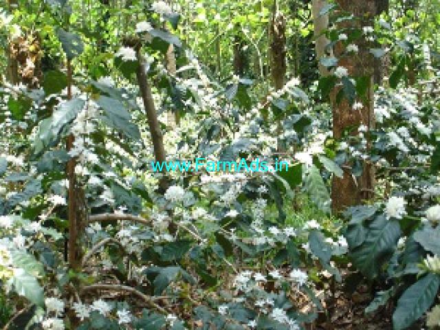 3 acre coffee land for sale near Chikmagalur 3 acre coffee land for sale near Chikmagalur