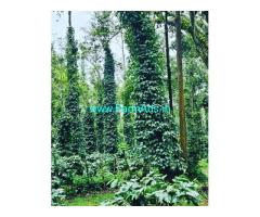 11 Acre Well Maintained Estate For Sale In Mudigere