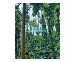 11 Acre Well Maintained Estate For Sale In Mudigere