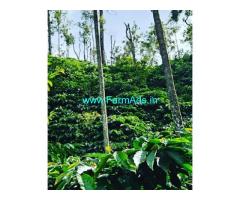 30 Plus Acre Coffee Estate For Sale Near Mudigere Kalasa Road