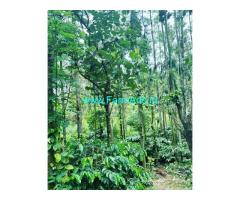 2 acre coffee plantation for sale near Baskal road 2 acre coffee plantation for sale near Baskal road