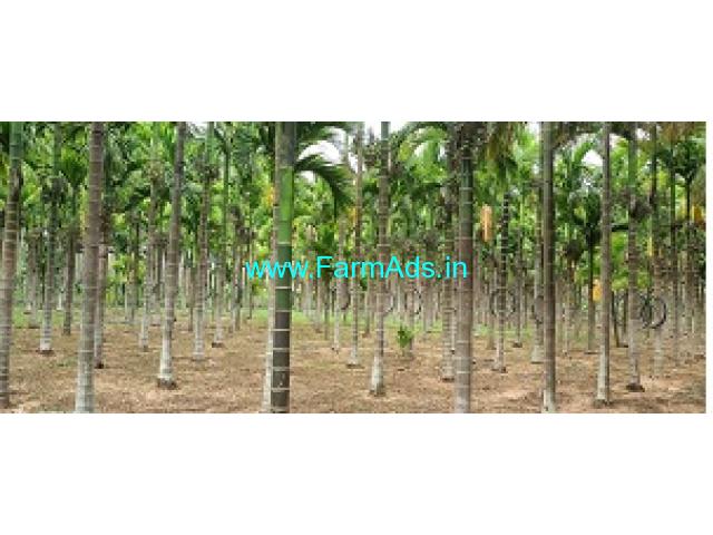 3 Acres yielding Areca plantation for sale near Tumkur Town 3 Acres yielding Areca plantation for sale near Tumkur Town