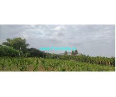 6 Acres Areca plantation for sale near Koratagere