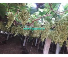 40 acres farm land for sale at Bagepalli main road