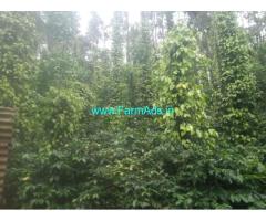 4.38 acre well maintained coffee pepper plantation sale in Chikmagalur