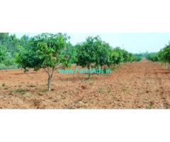 2 Acre 7 Gunta Mango Farm Sale near Mulabagal