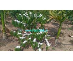10 acre coffee, Areca plantation for sale in Sakleshpur