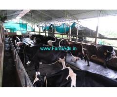 8 Acre Dairy Farm with Agri Estate for Sale at Cheemeni