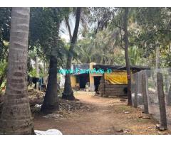 3 acres 30 Gunta plantation land for sale at Naguvinahalli