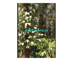1.5 acre farm house sale in Mudigere
