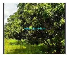 11 Gunta Mango Farmland Sale In Kasaba