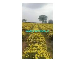 1.20 Acres agriculture land for sale near Nanjangud
