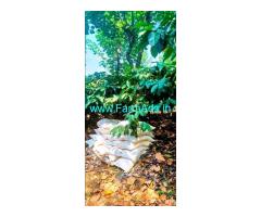 5 Acre Coffee Estate for Sale Near Dubbare Elephant Camp