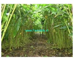 Fully yielding cardamom plantation 48.5 Acres Sale Urumbi Hills