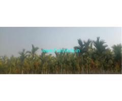 2 Acres young Areca yielding plantation for sale near Gubbi