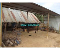15.7 acres income generating farm for sale Hanur